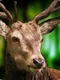 3D Deer Sniper Hunting Game 2017