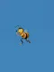 A Bee Movie Game But Every Time You Beat It It Gets Faster