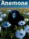 Anemone