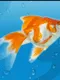 AquaLife 3D