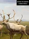 Beyond the Diorama: Caribou World