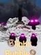 Blight Bubbles