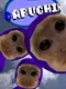 Capuchin