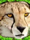 Cheetah Simulator