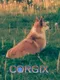 Corgix