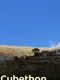 Cubethon