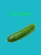 Cucumber