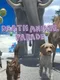Death Animal Parade