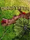 DinoSystem