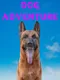 Dog Adventure
