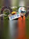 Drift 84