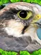 Falcon Simulator