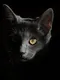 Forever Meow