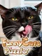 Funny Cats Puzzle