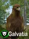 Galvatia