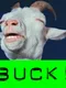 GoatUp 2