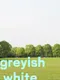 Greyish White