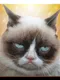 Grumpy Cat: Unimpressed
