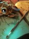 Guardians of Magic: Amanda's Awakening