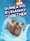 Guinea Pig Runaway Together