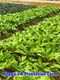 Happy VR Plantation Farm