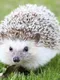 Hedgehog Pet