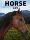 Horse Life: Find Horses in Open World, Survive in Wild Nature as a Foal or Pony