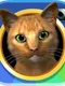 Instakitty 3D