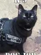 K-9 Dog Job
