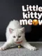 Little Kitty Meow