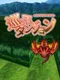 Meguru Dungeon