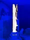 Muse