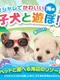 Oshare de Kawaii Koinu to Asobo!: Machi-hen