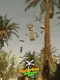 Plambra Dash: The Parkour Game Part I