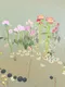 Rosa's Garden