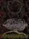 Siphonopolis
