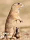 Smackit Hamster