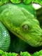 Snake Simulator