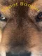 Snoot Booper