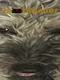 Snoot Runner