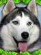 Stray Dog Simulator