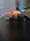SuperBike TT