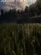Survive the Forest