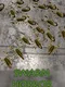 Swarm Horror