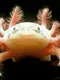 The Axolotl Project