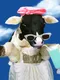 The Oogieloves: Milkshake Mayhem