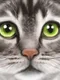 Ultimate Cat Simulator