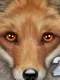 Ultimate Fox Simulator 2