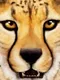 Ultimate Savanna Simulator