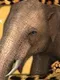 Virtual Pet Elephant